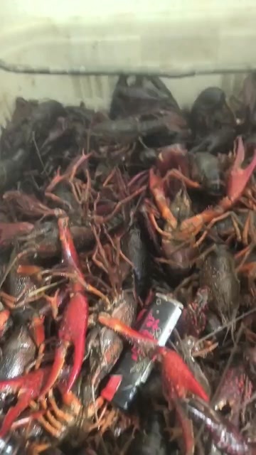 合肥淡水小龙虾
