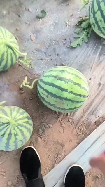 美都麒麟瓜