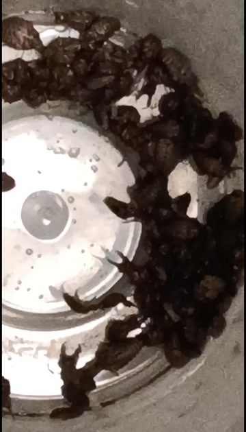 钦州倒退虫