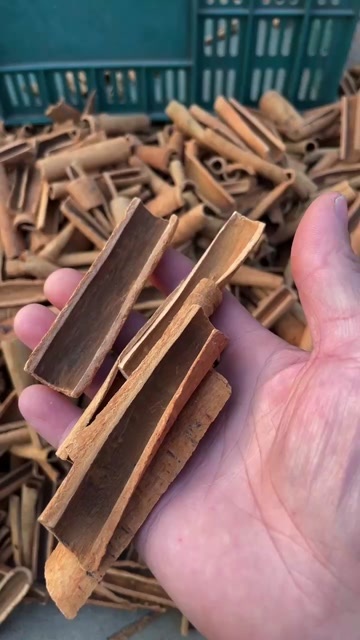 防城港烟仔桂  烟桂，次品