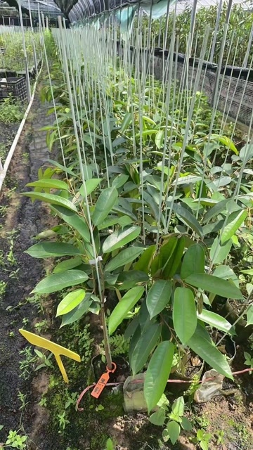 陵水县黑刺榴莲苗