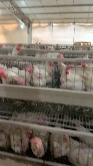 高州市罗曼灰品种，广东高州装，平均3.8斤