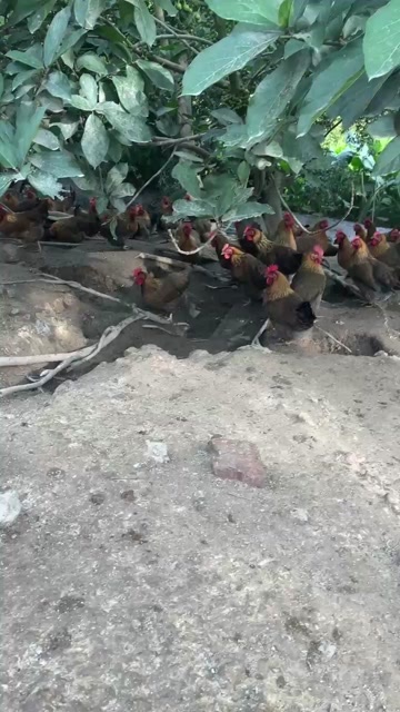 东莞市果园鸡 清远鸡
