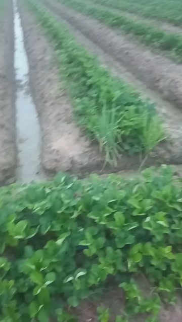 长丰县中国合肥长丰   大叶红颜草莓     自己家里育苗种植
