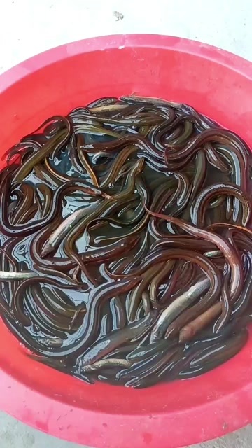 淮安鲜活黄鳝 淮安直发 优质水产 新鲜配送