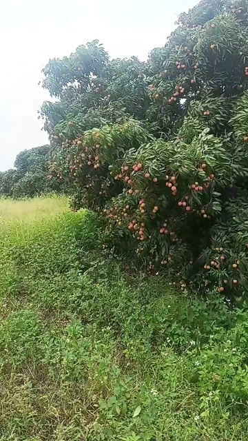 博白县广西玉林新鲜桂味荔枝 当日现摘现发 个大核小口感清甜
