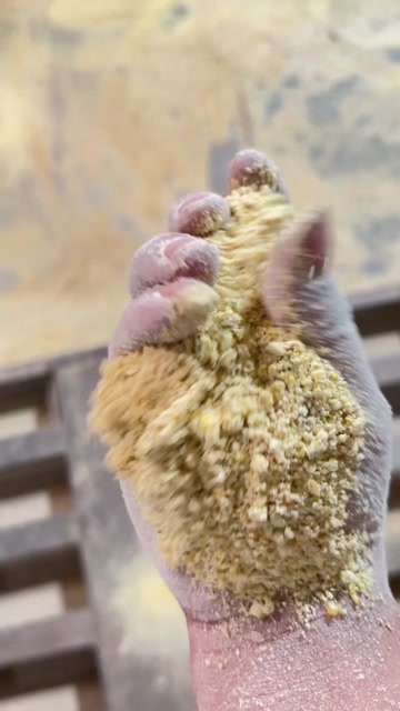 玉米次粉 玉米面 用于饲料养殖 牛马驴羊猪 鸡鸭鹅 所有养殖