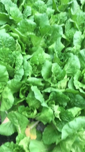 北京北京大兴直发新鲜小白菜快菜叶菜类蔬菜