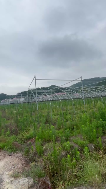 可以种蔬菜草梅