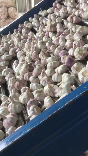金乡县大蒜，调味料，爆香添味。