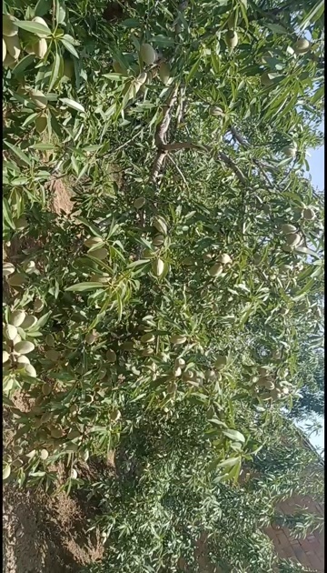 蒲城县新鲜薄皮巴旦木，口味好，营养高，欢迎客商前来浴谈，基地直发。