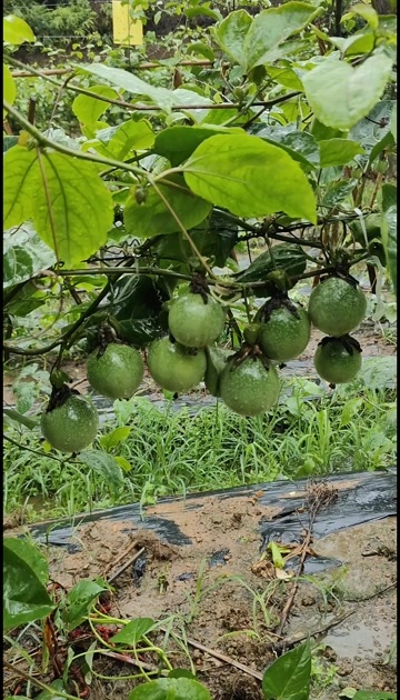 灵山县黄金百香果苗