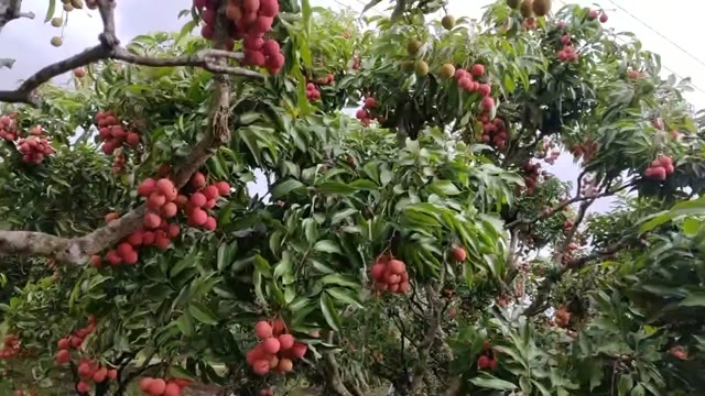 灵山县广西灵山桂味荔枝鲜果热带水果