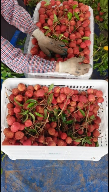 遂溪县仙进奉荔枝出售