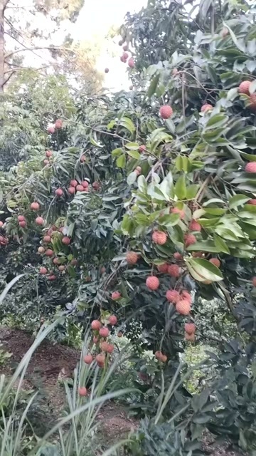 珠海荔枝