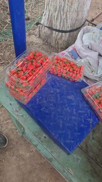 精河县鲜枸杞