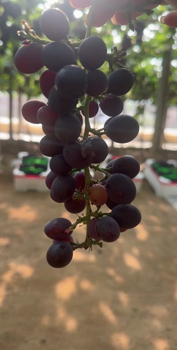 昌黎县玫瑰香葡萄