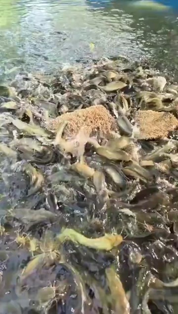 佛山蛋白虫代替饲料养殖鱼
