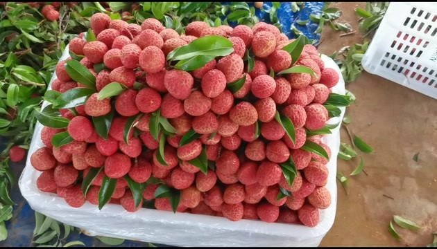遂溪县现货仙进奉荔枝