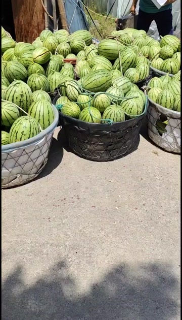 早春红玉小西瓜