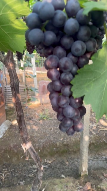 绍兴夏黑葡萄