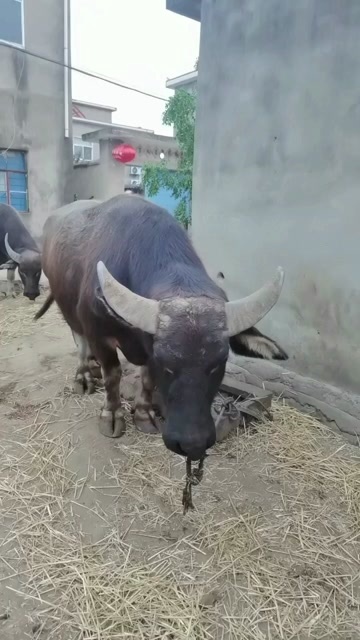淮南水牛，