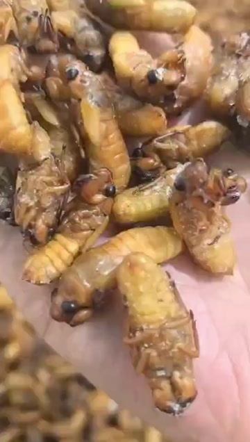 山东金蝉，一件代发。当今爆品，抓住时机，找我拿价
