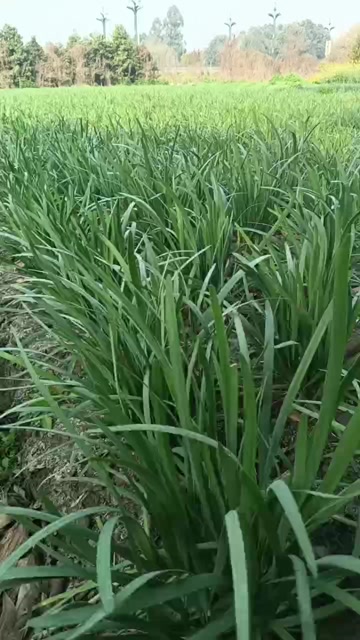 中叶白根香韭菜