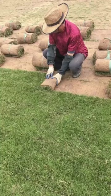 扬州百慕大草坪 实方带土草卷 自产自销