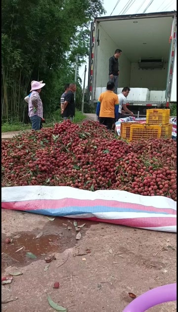 钦州包果饱满，果红，无虫  有需要的联系我