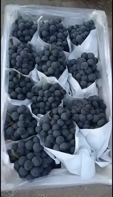 成武县精品夏黑大量供应大型超市，市场或电商平台