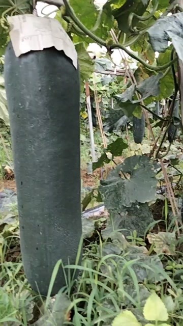 灵山县黑皮冬瓜