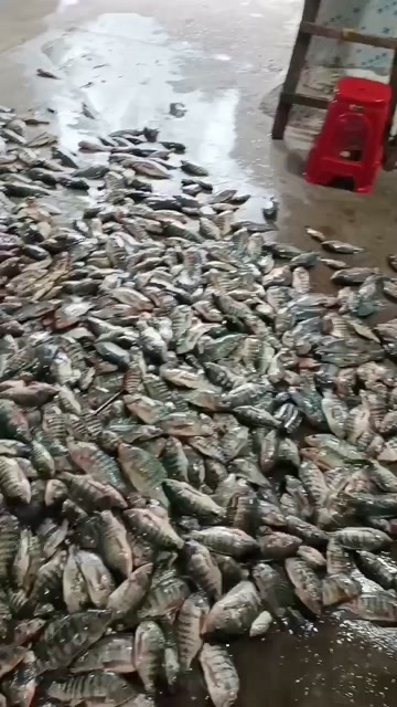 罗非鱼