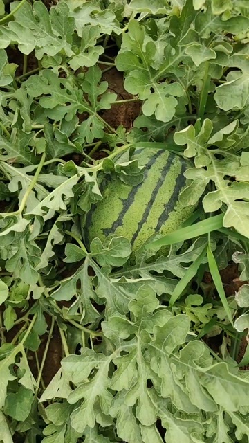 永清县精品陆地小京欣，好秧子，好瓜