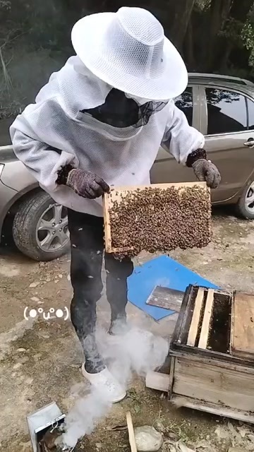 中华蜜蜂