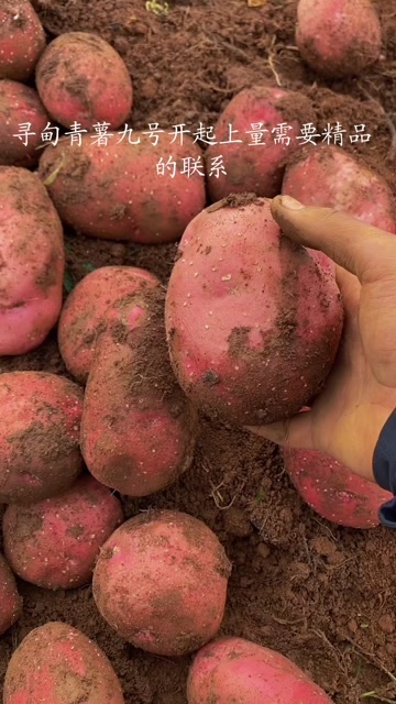 寻甸县云南昆明寻甸青薯9号土豆新鲜出土根茎蔬菜批发