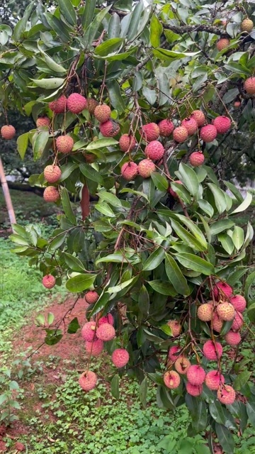 浦北县广西钦州浦北桂味荔枝 鲜红色糖分18度 有核市场果 当日发货
