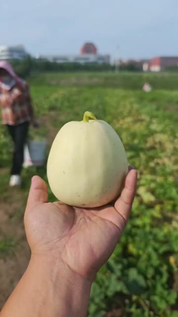 白玉瓜
