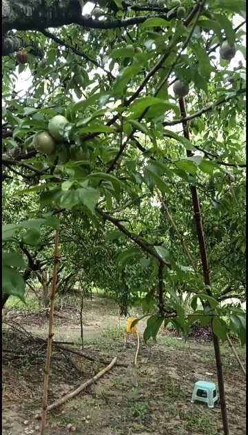 翁源县三华李