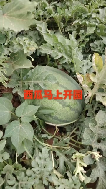 成安县自家种的无中间商可上门看货