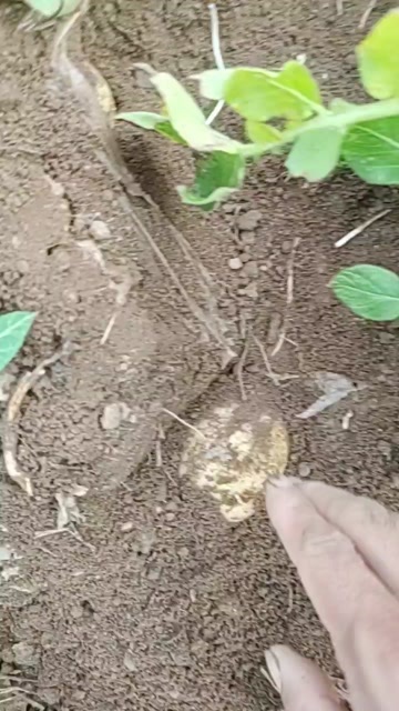 大连实验一