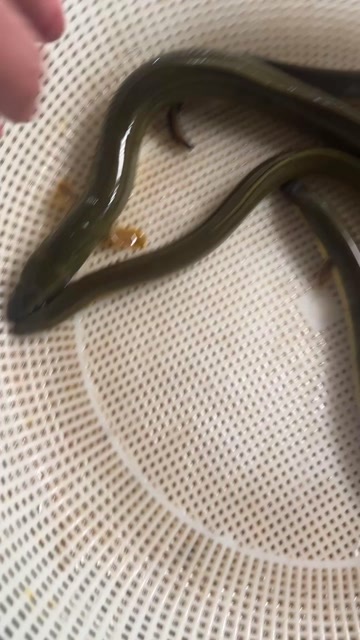 大连天然河鳗货少提前联系