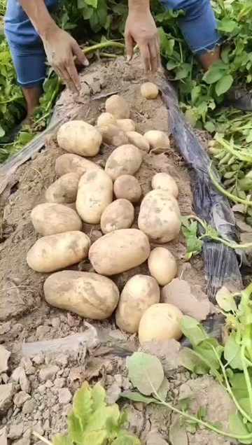 菏泽光滑圆润无畸形，口感甜糯！