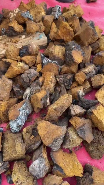 安国市桦树茸 泡水 打粉 2斤起包邮