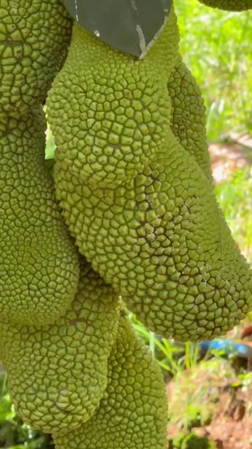 万宁市香甜可口的榴莲蜜，自家果园自然熟