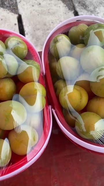 镇宁县贵州六马蜂糖李