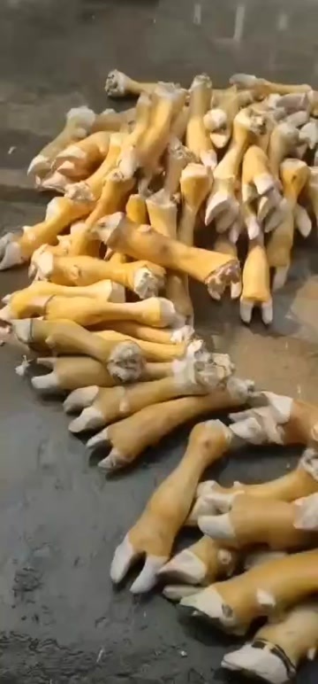 阳信县常年加工火烧毛大公牛蹄，质量保证！