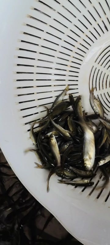 湘潭草鱼苗 花鲢苗