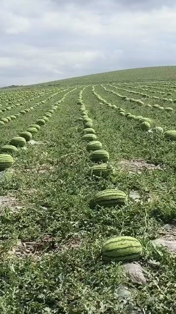 中卫硒沙瓜～石头瓜～金花1号～金花6号～康乐6号～