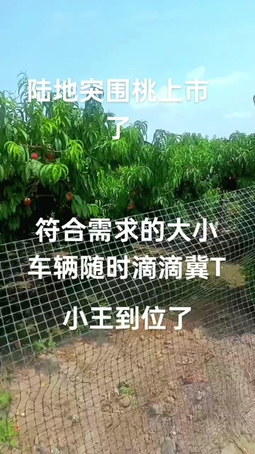 深州市桃